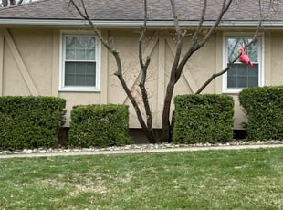 Bush Trimming by Bo Hickmon for Douglas W. in Independence, MO