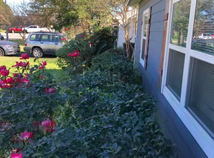 Bush Trimming by John Perry for Kristina T. in Houston, TX
