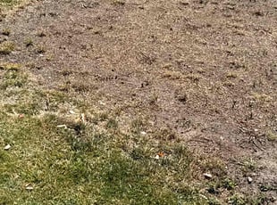 Alvin C.'s Lawn Seeding service result