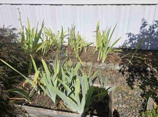 Weeding by Shannon Schwittau for Lori S. in Medford, OR