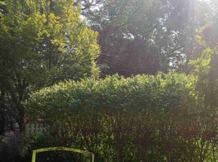 Bush Trimming by Lance Reynolds for Gerald B. in Kansas City, MO