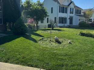 Rudolf C.'s Lawn Mowing service result