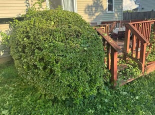 Bush Trimming by Desean Bennett for Julian M. in Oxon Hill, MD