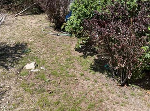 Bush Trimming by George Woods for Deborah A. in Wareham, MA