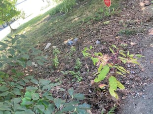 Leaf Removal by Valentin Velasco for Donna N. in Grand Rapids, MI
