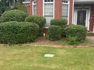 Christina T.'s Bush Trimming service result