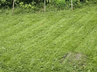 Bev S.'s Lawn Mowing Service service result