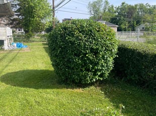 Bush Trimming by Joseph Muluya for Kim P. in Baltimore, MD