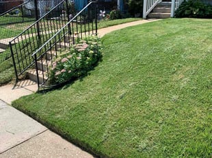 Darisa b.'s Lawn Care service result