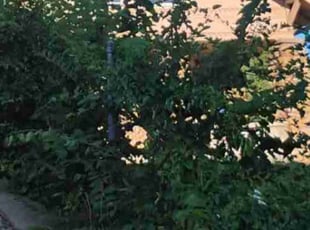 Bush Trimming by Paul Torres for Piper C. in Kansas City, MO