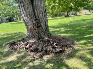 Cleanups by David Johnston for Marijo B. in Kent, OH