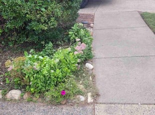 Bush Trimming by Rose Valle for John D. in Sterling, VA