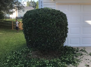 Bush Trimming by Andre Knight for Vernetta M. in Charlotte, NC