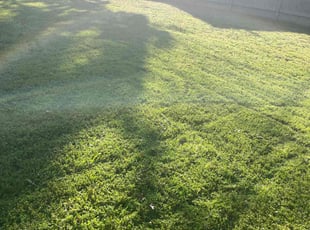 Giancarlo P.'s Lawn Mowing service result