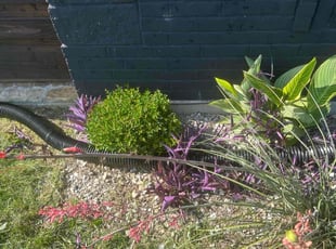 Weeding by Julian Sanchez for Loren M. in Dallas, TX