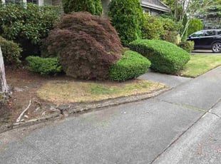 Bush Trimming by Paul Espinoza for Diane M. in Mill Creek, WA