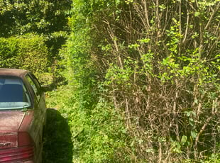 Bush Trimming by Andree Dualan for Jane C. in Virginia Beach, VA