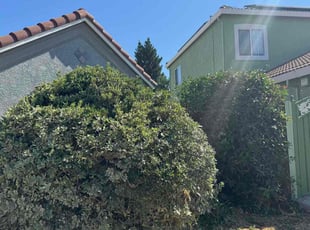Bush Trimming by Carlos Reyes for Christian S. in Yuba City, CA