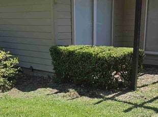 Bush Trimming by Jason Hughes for Ashley C. in Savannah, GA