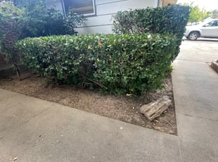 Bush Trimming by Ramon Mojica for Stephanie B. in Sacramento, CA