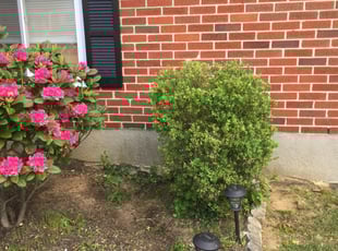 Bush Trimming by Wesley Souders for Anissa W. in Baltimore, MD