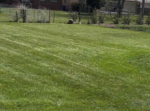 Shelton A.'s Grass Cutting service result