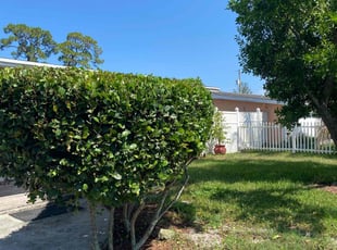 Bush Trimming by Nicodemo Soto for Shantel P. in West Palm Beach, FL