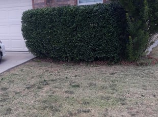 Bush Trimming by Amadi Montgomery for Renne W. in Arlington, TX