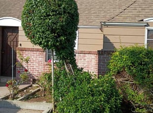 Bush Trimming by Fernando Gomez Rodriguez for Deanna A. in Los Angeles, CA