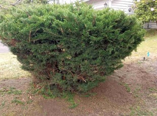 Bush Trimming by Steven York for Jackie B. in Tacoma, WA