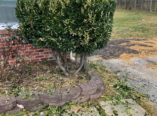 Bush Trimming by Ayinde Hawkins for Jamie M. in Upper Marlboro, MD