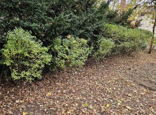 Bush Trimming by Cameron Lewis for Marcie M. in Overland Park, KS