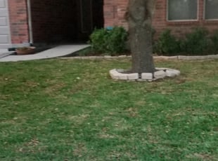 Leaf Removal by Vincent Harrison for Anne P. in Schertz, TX