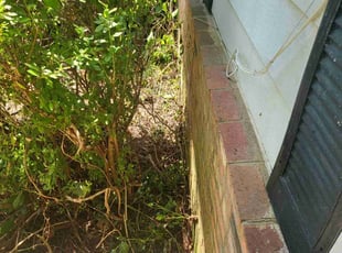 Bush Trimming by Courtni Somerville for Sherri T. in Spotsylvania Courthouse, VA