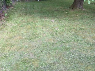 Amy R.'s Lawn Mowing Service service result