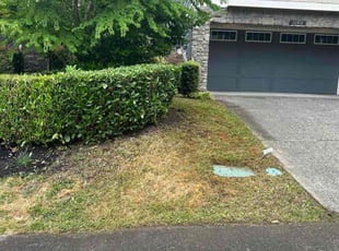 Bush Trimming by Lawrence Tuioti for Adam D. in Bellevue, WA