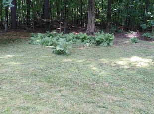 Frances D.'s Lawn Care service result