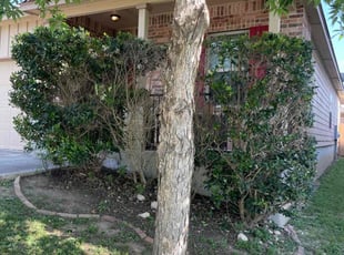 Bush Trimming by Preston McNeely for Joseph C. in San Antonio, TX