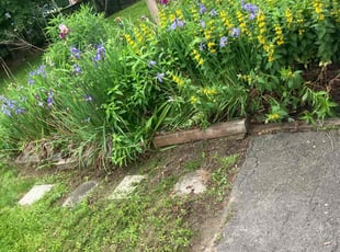 Leaf Removal by Carol Hughes for Tasia C. in Worcester, MA