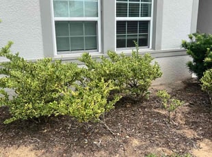 Weeding by Daniel Gonzalez for Kyann P. in Davenport, FL