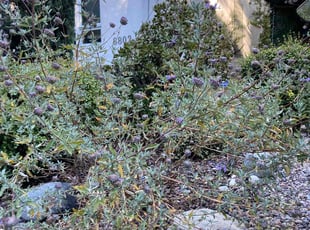 Weeding by Alexander Stevenson for Adam H. in Los Angeles, CA