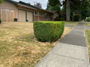 Bush Trimming by Eddie Elizarraraz for Erin K. in Portland, OR