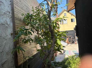 Bush Trimming by Fernando Gomez Rodriguez for Shawn B. in Los Angeles, CA