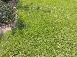 Tom V.'s Grass Cutting service result