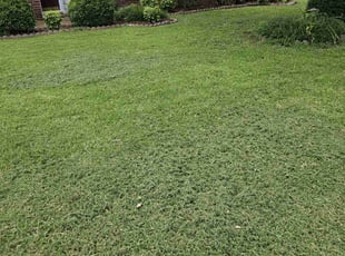 Dale B.'s Lawn Mowing service result