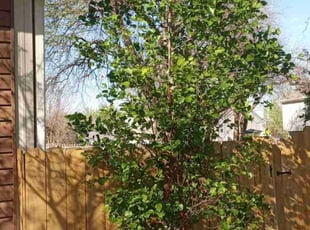 Bush Trimming by Lance Reynolds for Franklin C. in Kansas City, MO