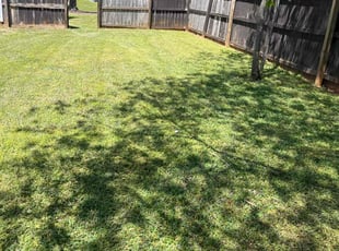 Tambra S.'s Lawn Care service result