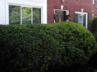 Bush Trimming by Jerry Gross Jr for Shaliesa H. in Stone Mountain, GA