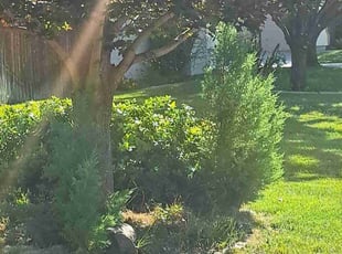 Bush Trimming by Michael Dickens for Cody G. in Boise, ID