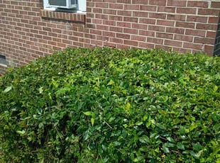 Bush Trimming by Mark Goolsby for Arthur V. in Macon, GA